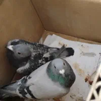 کبوتر شهرستانی طوقی وسرورو....|پرنده|بومهن, |دیوار