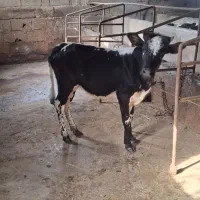 گوساله لیشه محلی