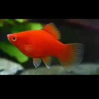 جوجه پلاتی خونی بالنی