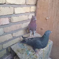 جفت پرشی|پرنده|اردکان, |دیوار