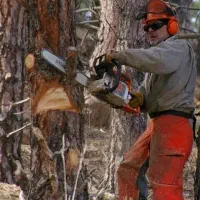 خرید چوب و الوار|خدمات باغبانی و درختکاری|اقبالیه, |دیوار