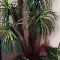 درختچه تزیینی