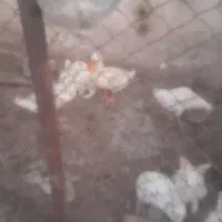 مرغابی خرگوش