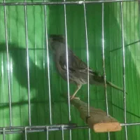 قناری ماده ابلق اماده جوان|پرنده|میاندوآب, |دیوار