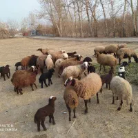 گوسفند زنده داشتی