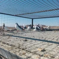 دسته کفتر پرشی