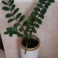 زاموفیلیا .یوکا .شاخ بزی