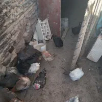 باسلام فروش مرغ و خروس|حیوانات مزرعه|بن, |دیوار