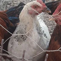 فروش خروس|حیوانات مزرعه|هشتگرد, هیو|دیوار