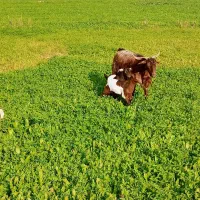 فروش دو عدد بز با چهار تا بزغاله نر نژاد دوقلو زا|حیوانات مزرعه|سرپل ذهاب, |دیوار