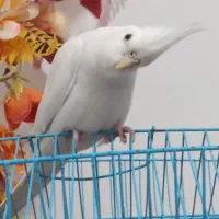 عروس هلندی نر البینو چشم شرابی