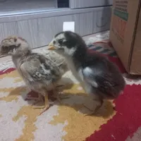 جوجه لاری