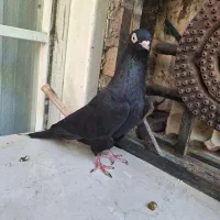 کفتر ماده زاغ آبادانی کاکلی