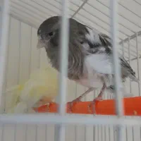 سه عددقناری طلایی