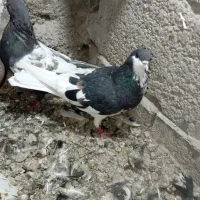 کفتر بهبونی|پرنده|شیراز, برمشور علیا|دیوار