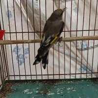 سهره ماده|پرنده|کرج, کمال‌شهر|دیوار