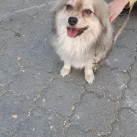 سگ پامرروباهی|سگ|بروجرد, |دیوار