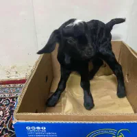 بزغاله نر خیلی باهوش