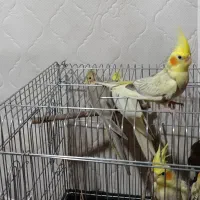 عروس هلندی|پرنده|آبیک, |دیوار