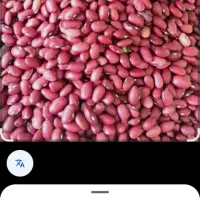 فروش لوبیا قرمز بوجاری شده