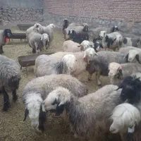 فروش ۴۰ راس میش اصل بختیاری