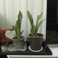 گل سانسوریا کاشمر