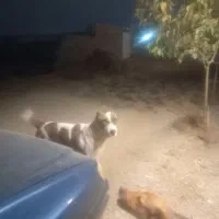 سگ‌افغانی‌‌نگهبان