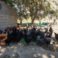 تخم مرغ نطفه دار گلپایگان و مرندی|حیوانات مزرعه|زنجان, |دیوار