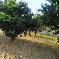 فروش  ۹۲۰۰ متر باغ  بر جاده اصلی بهنمیر به کیاکلا