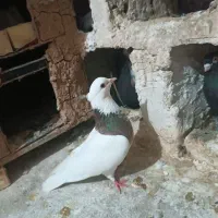 طوقی ماده