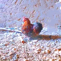 خروس کوشین رد متلد