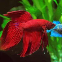 به تعدادی کارگر ساده آقا نیازمندیم