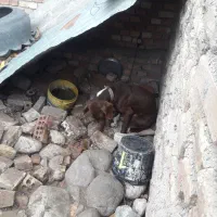 سرگرمی فراغت حیوان خونگی