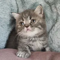 بچه گربه