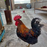 یک عدد خروس سالم