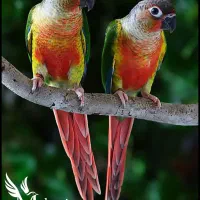 خرید و فروش انواع طوطی گرینجیک|پرنده|بندرعباس, |دیوار