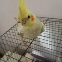 عروس هلندی