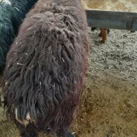 ب ر ه و کهره