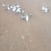 تعداد کبوتر فروشی