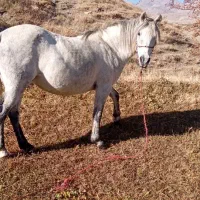 اسب مادیان 6ساله|اسب و تجهیزات اسب‌سواری|ارومیه, |دیوار