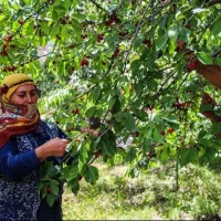 سر کارگر چیدن انواع میوه چینی و انگور چیدن حبوبات|خدمات باغبانی و درختکاری|قزوین, |دیوار