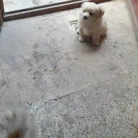 سگ  نژاد شیتزو