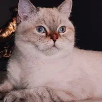 گربه نر جهت جفتگیری با ماده شما