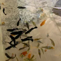 انجل جفت پرت پلار میگو شریمپ دیسکس