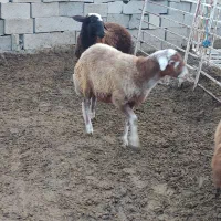 گوسفند توقلی ماده