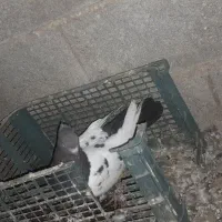 کبوتر سینه ای ذات قدیم|پرنده|امیدیه, |دیوار