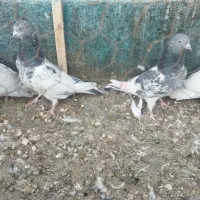 کفتر پاکستانی بالا رو