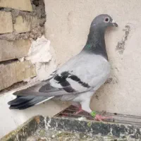 یک عدد نر پلاکی قیمت ۴۵۰