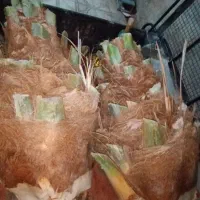 نخل قطع شده|خوردنی و آشامیدنی|شیراز, سایت اداری|دیوار