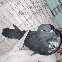کفتر قاره ماده گم شده از صبح رفته نیامده|حیوانات|اسلام‌شهر, شهرک جانبازان|دیوار